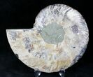 Bargain Cut Ammonite Fossil (Half) - Agatized #20565-1